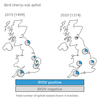 UK map showing BYDV test results for bird cherry–oat aphid (2019-20)